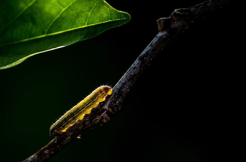 Egg Carton Caterpillars