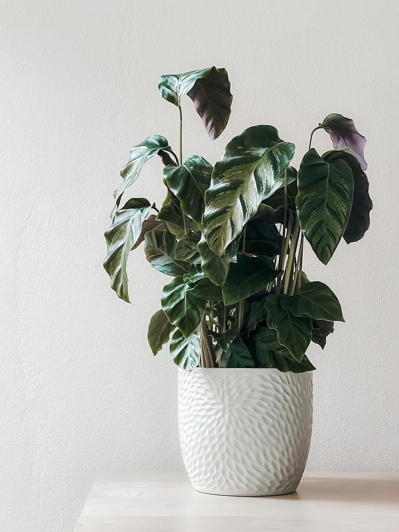 Plastic Bottle Planters